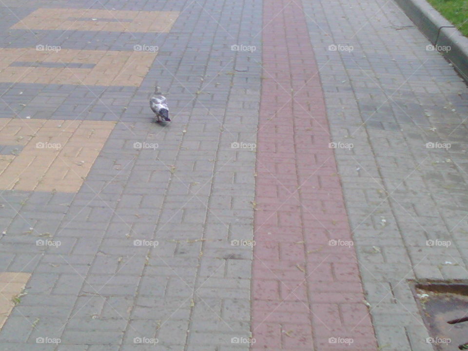 Rear view of a pigeon, on sidewalk