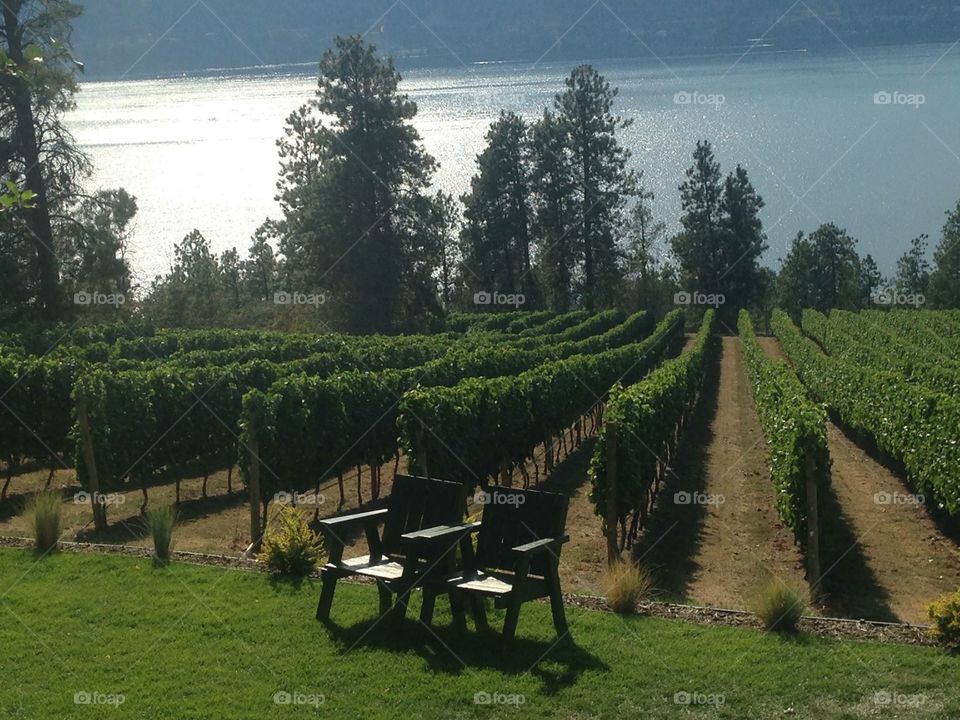 Lush vineyard with a two chairs 