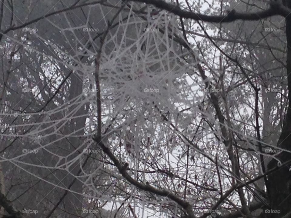 Frozen spider web in our wooded area. No spider to be found.