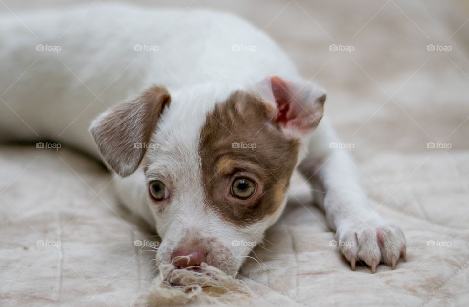 Rudolph com cara de sono