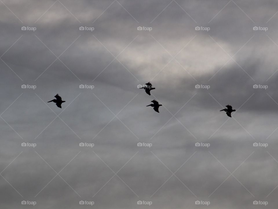 Pelicans flying low over Galveston Island. 