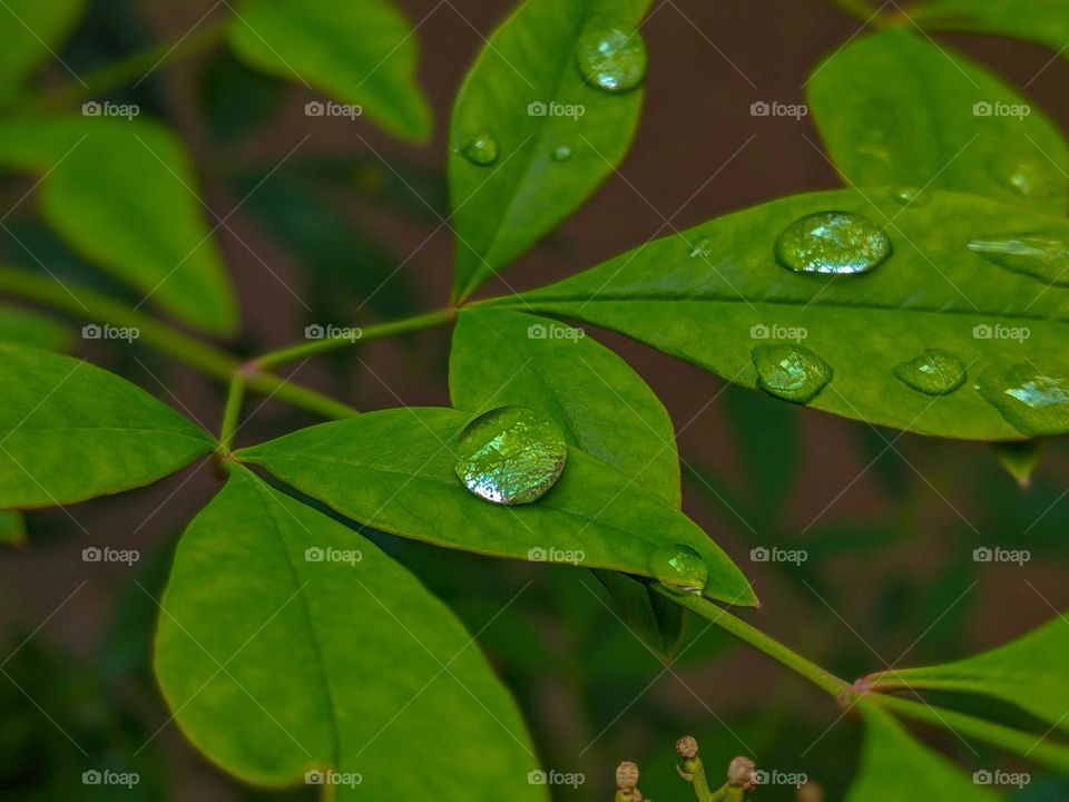 green leaves