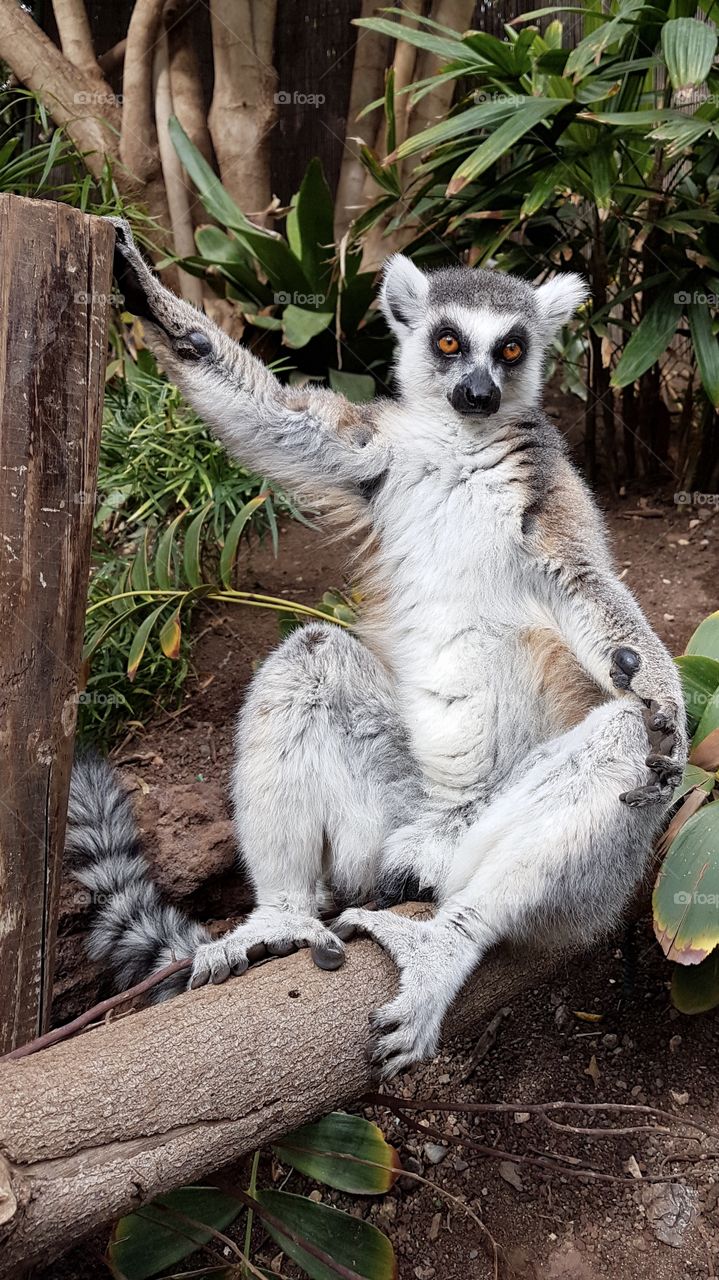 Cute lemur sitting sunbathing looking at the camera, close distance - gullig lemur sitter och njuter av solen, på nära håll 