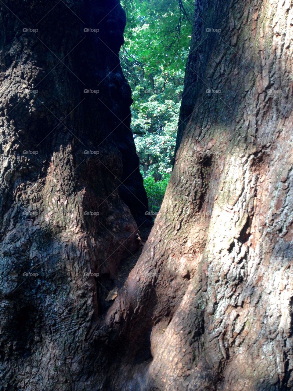 Natures Frame 2. Two trees make a frame 