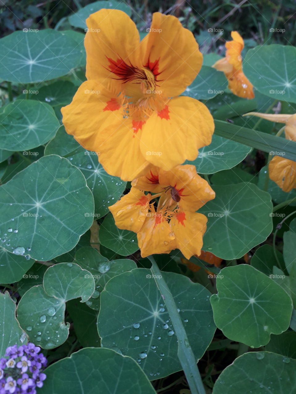 yellow nasturtium flowers with leaves  covered with rain drops