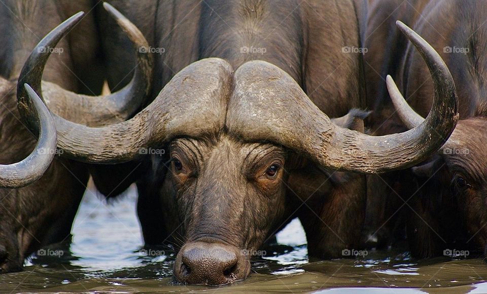 A buffalo drinking water at the watering hole in Kavinga 