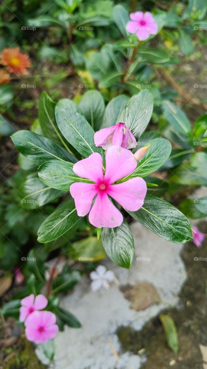 Catharanthus roseus