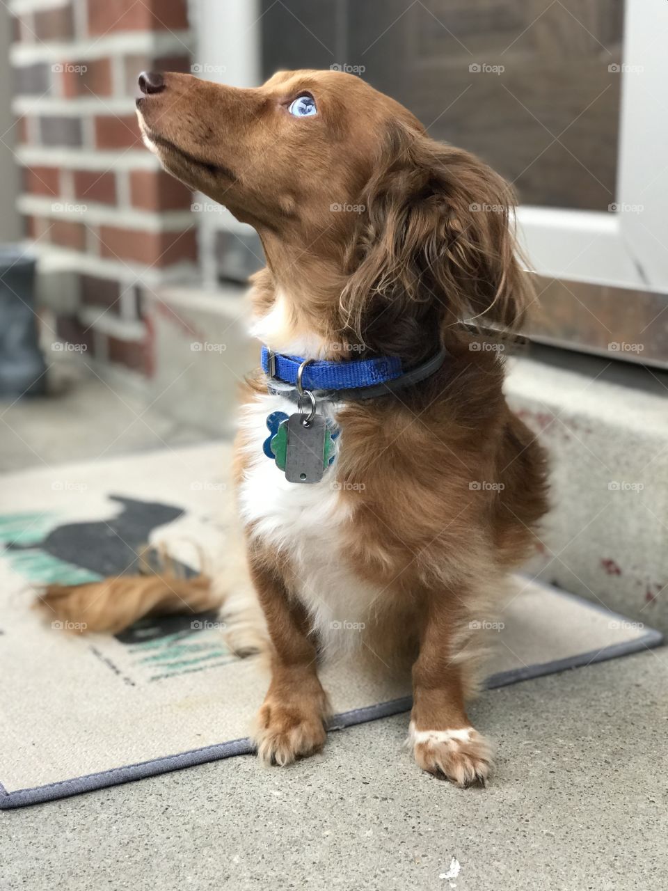 Long haired dachshund looking up sitting on porch beside brick house and welcome mat with blue collar and blue eyes
