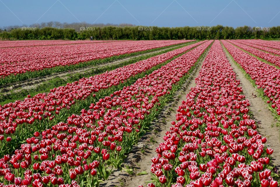 Field of tulips