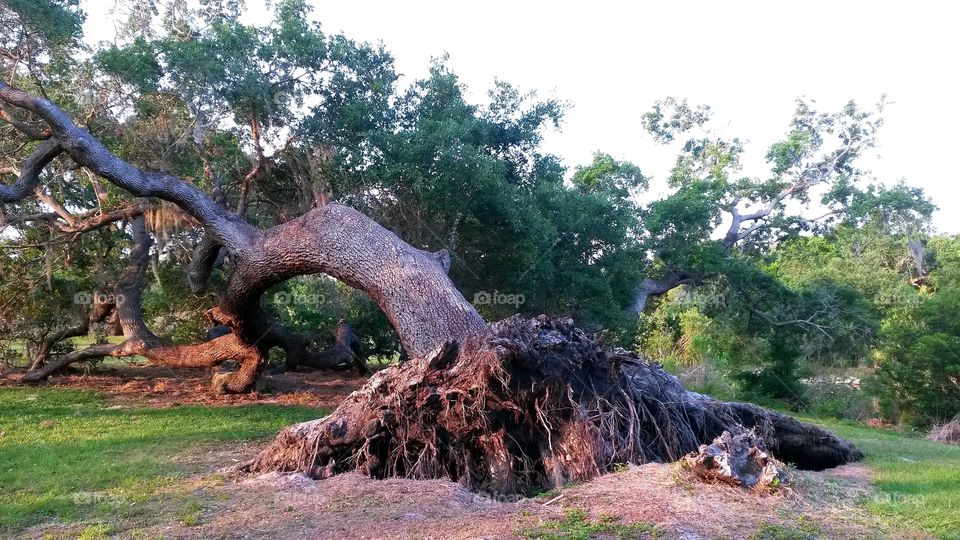 Tree fallen over during a tornado