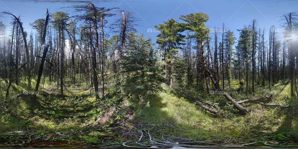 360° forest