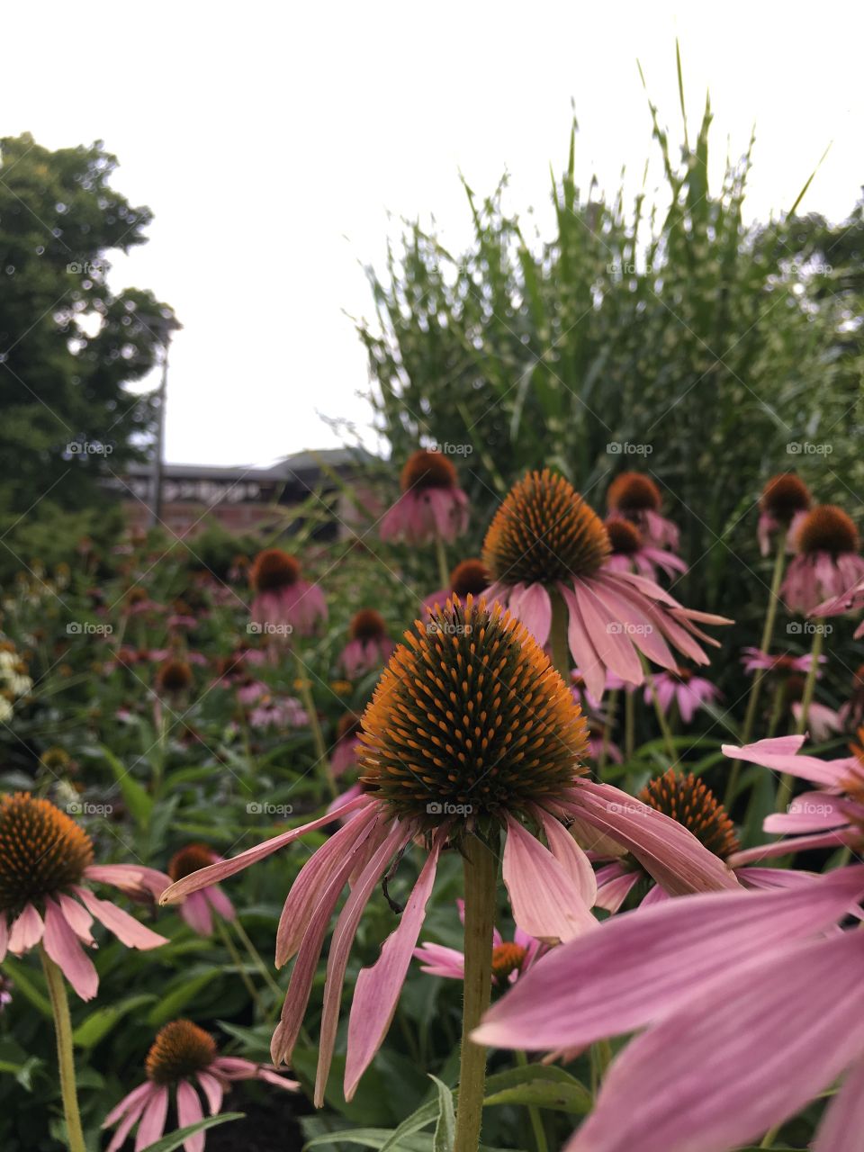 Cone flowers