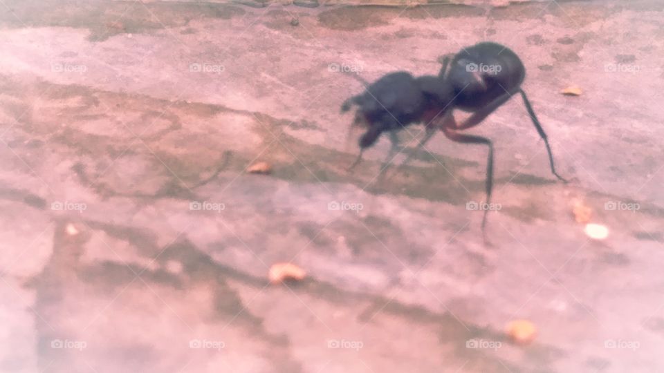 Chinti Kali Uttar Pradesh India