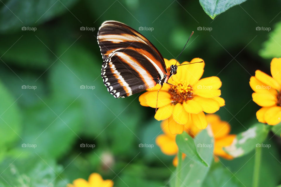 striped butterfly on yellow flower