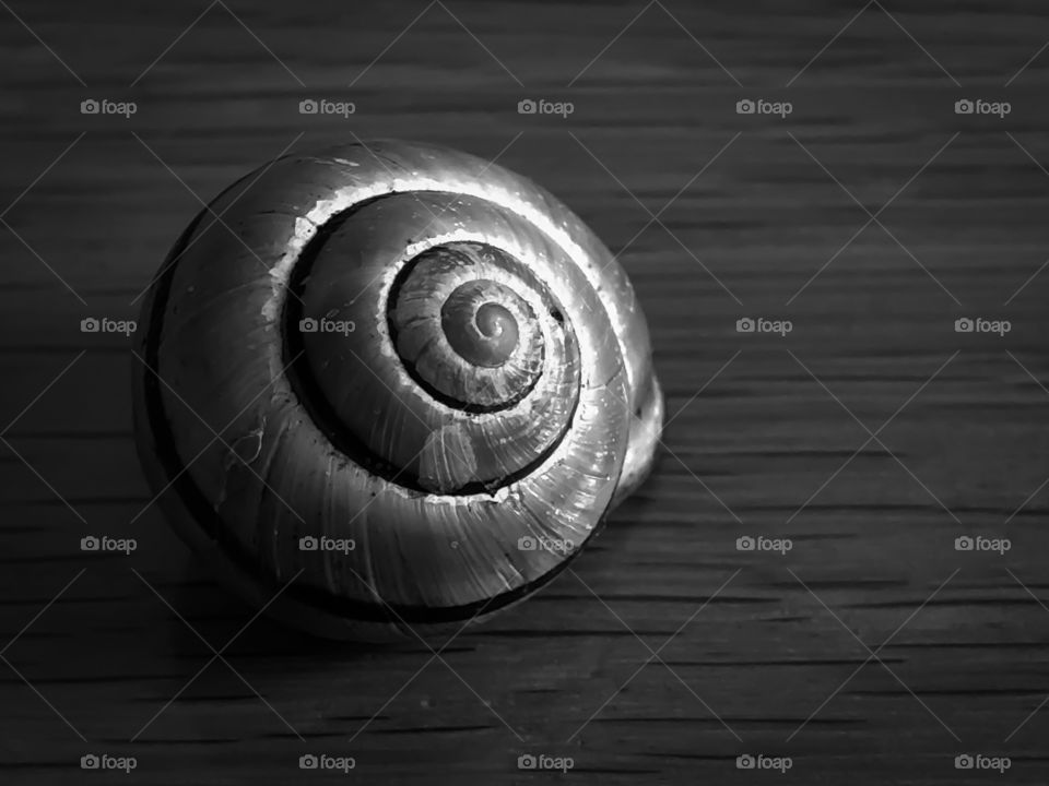 Snail Shell