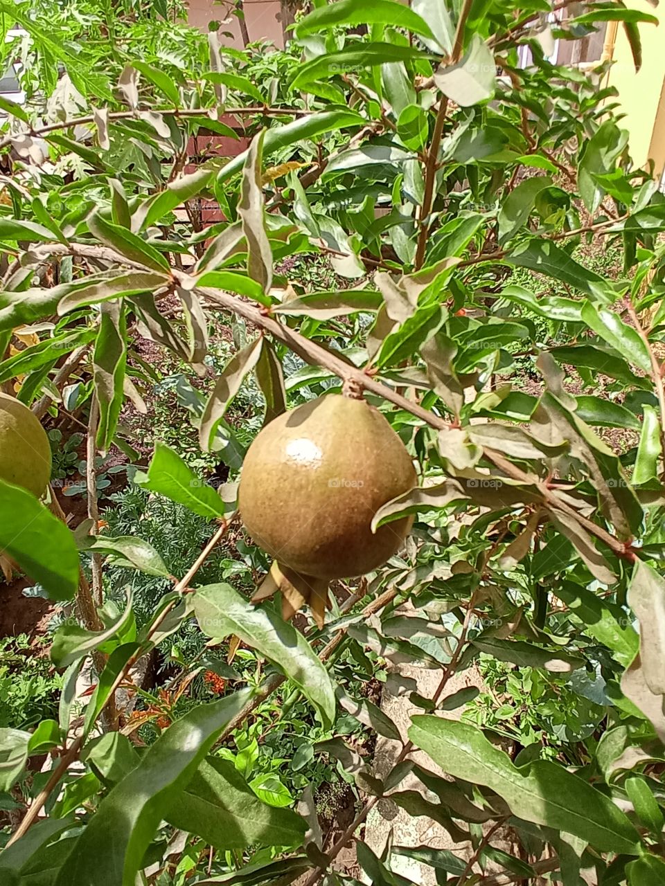 pomegranate growing