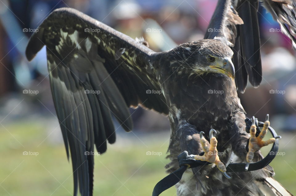 Close-up of eagle