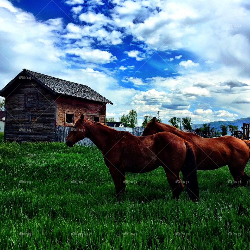 Horses . Horses by an old barn
