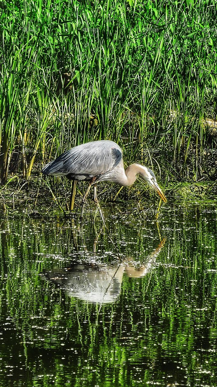 Blue Heron Boucherville Québec 