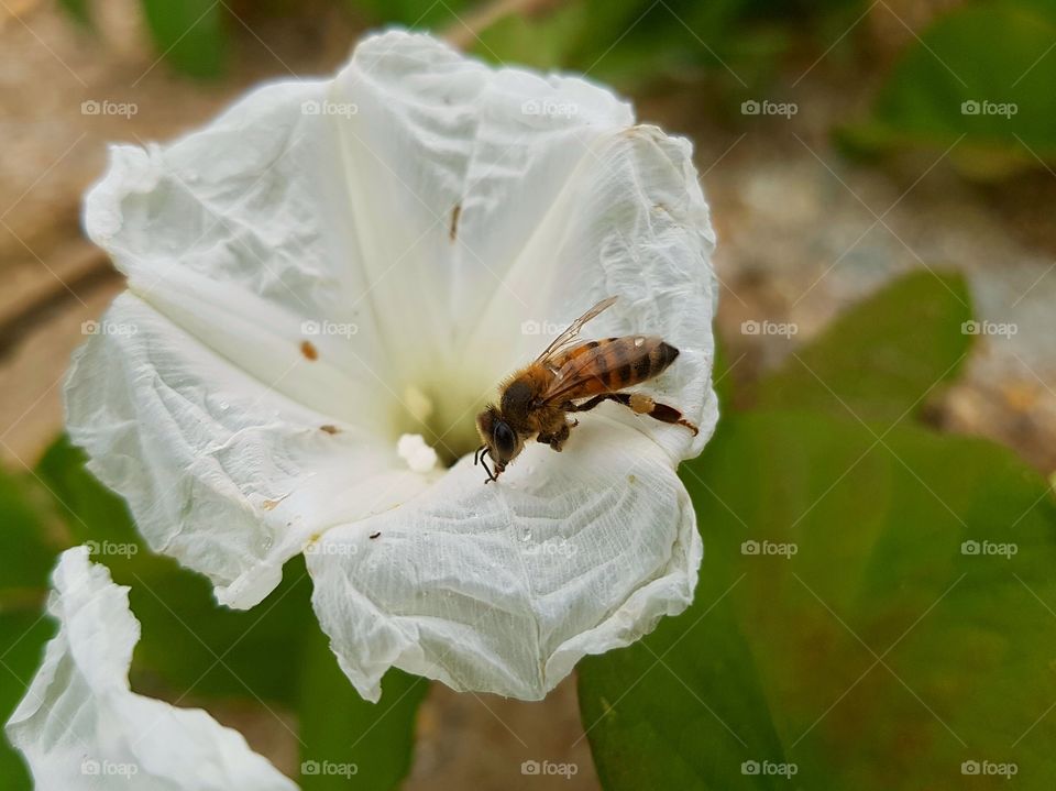 Bee