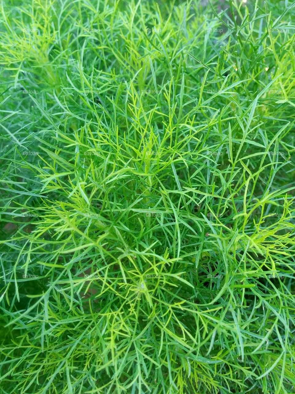 green leafy plants of my Mom
