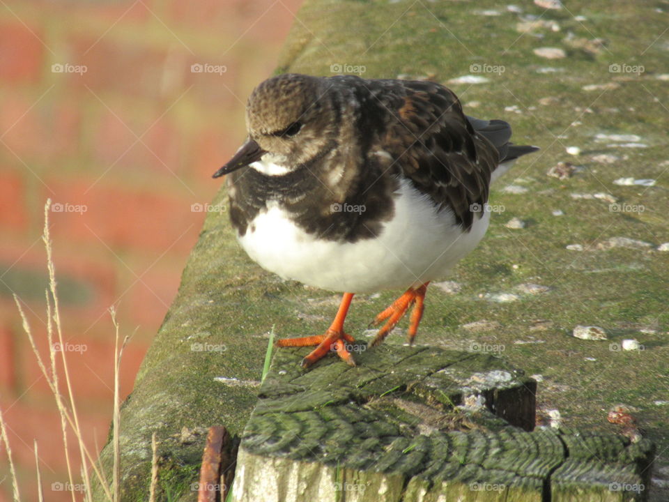 Turnstone at whitby harbour