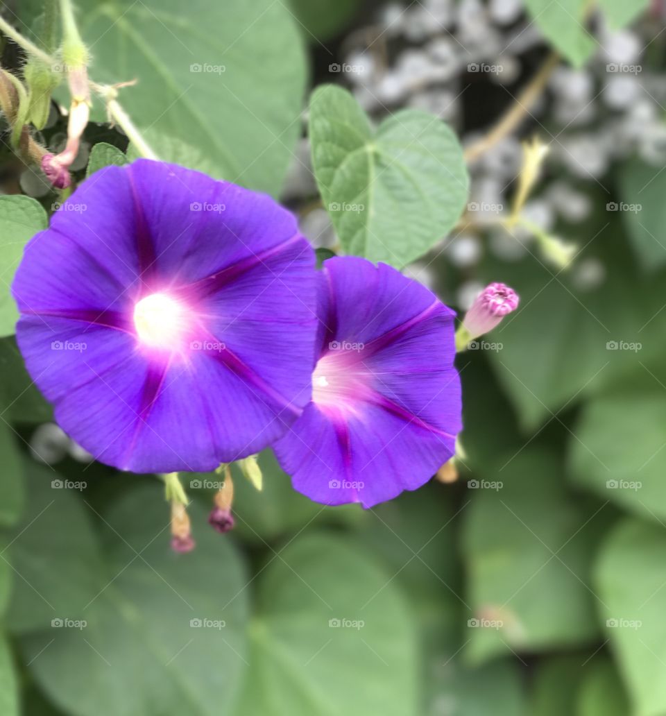 Blooming in Mom’s Garden