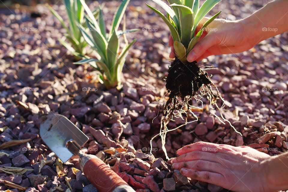 Planting Agave in the yard.