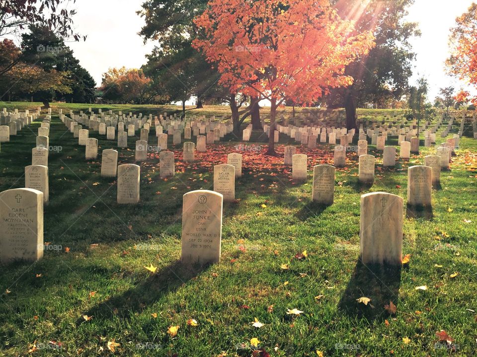 Arlington Cemetery in Washington DC, bright sunny day shining on graves with fall tree descending beautiful yellow orange red leaves onto the ground. 