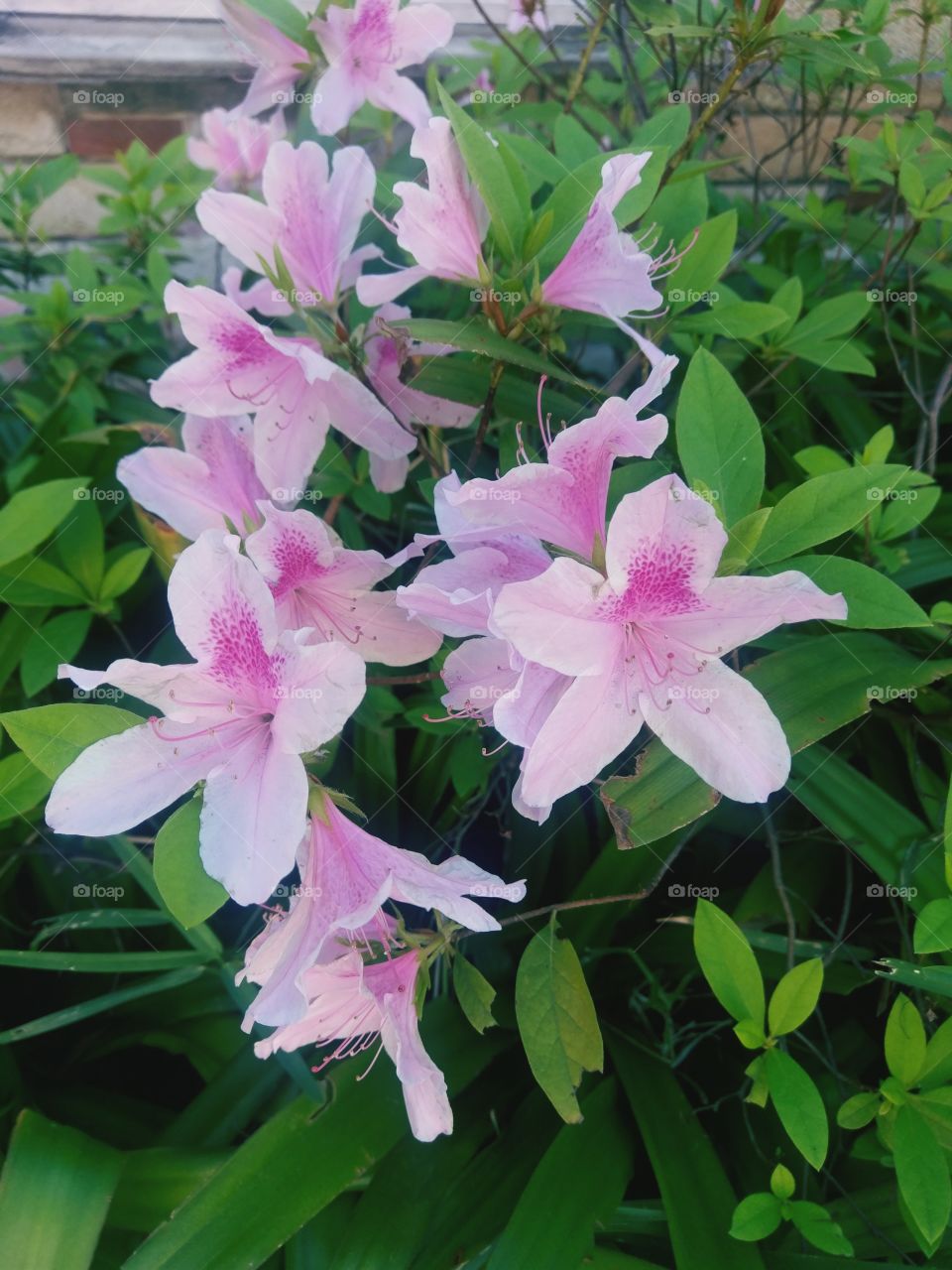 Beautiful Pink Flowers Garden.