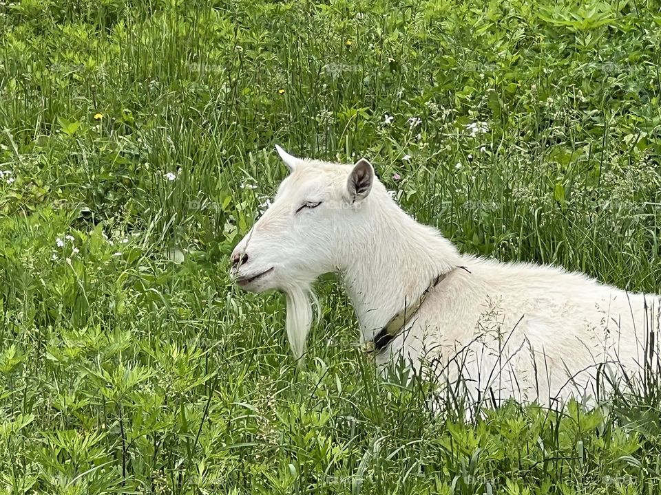 Little goat in grass