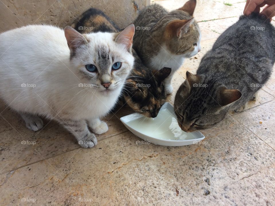Cats drinking milk