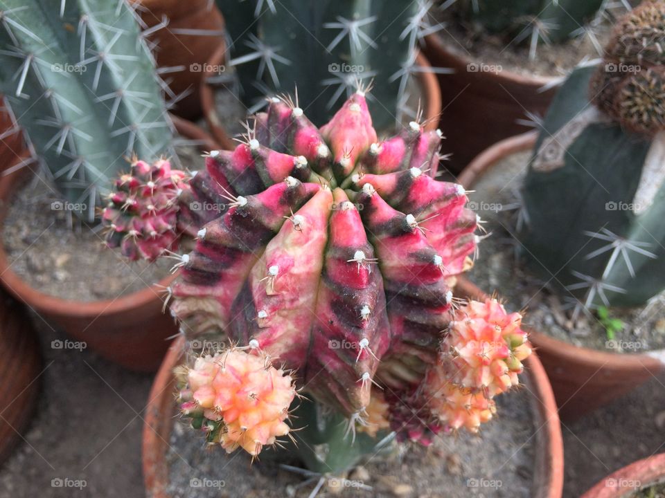 cactus