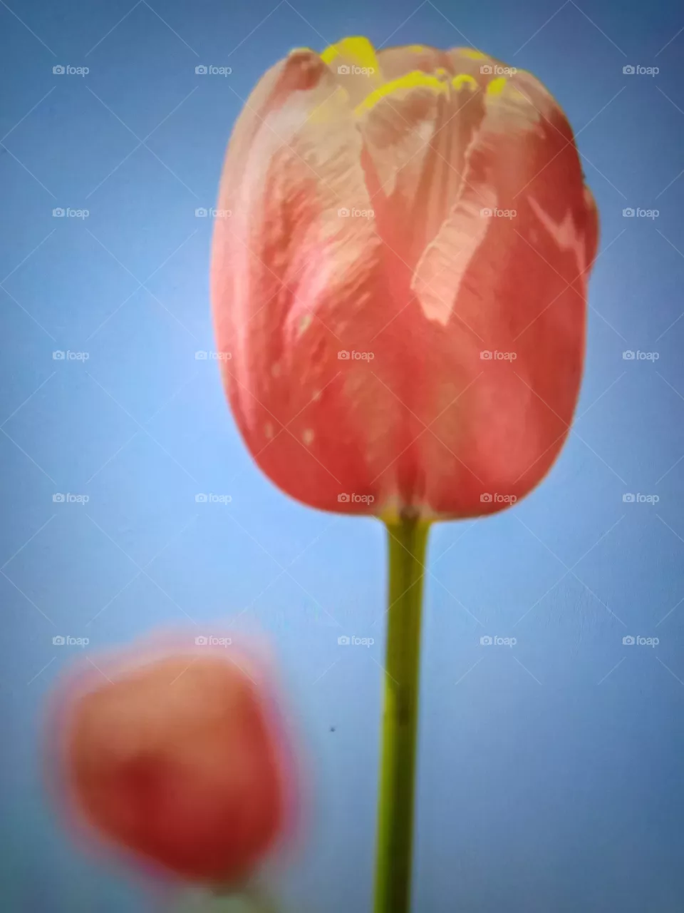 Season for Tulips