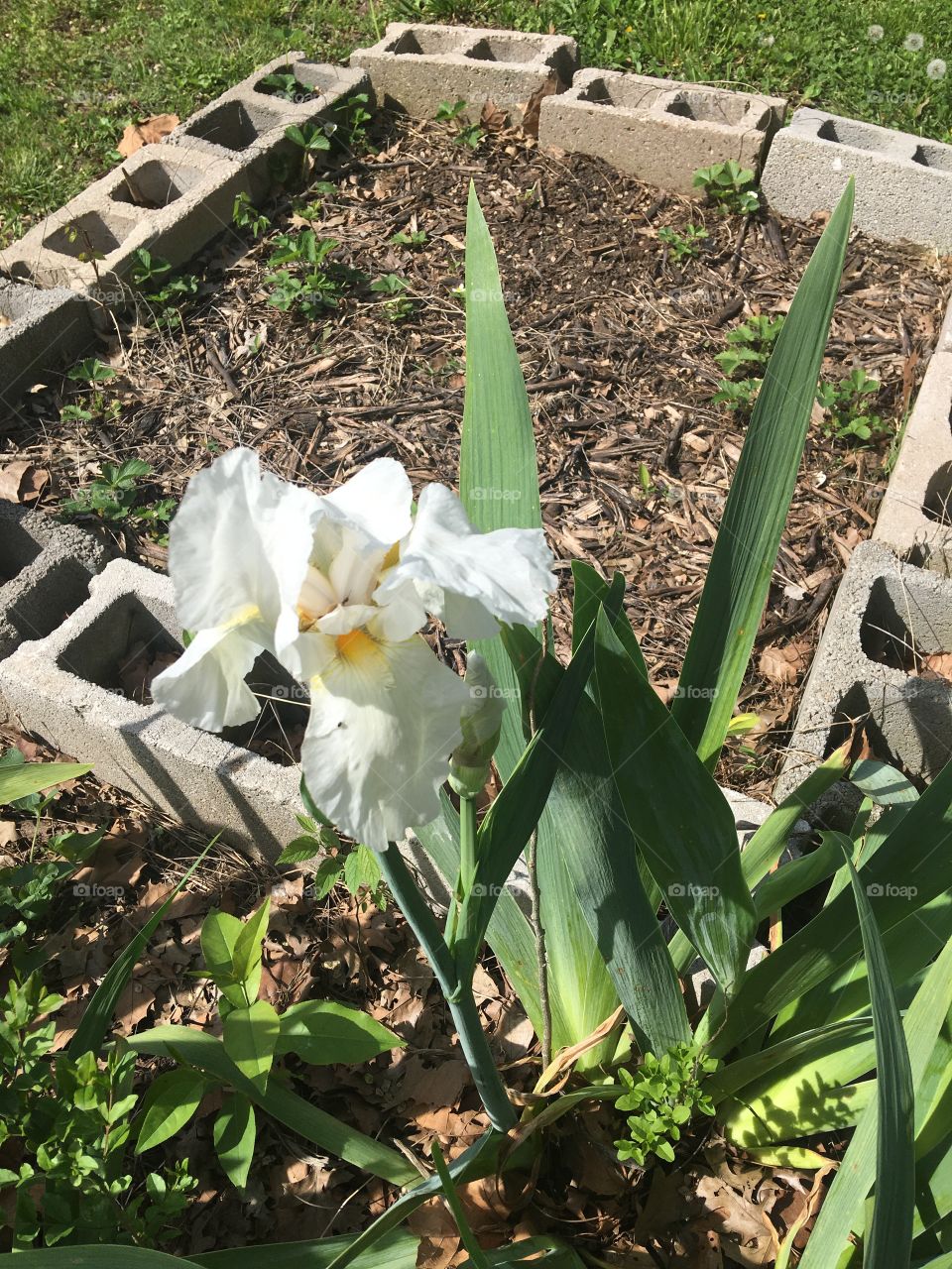 The sign of immortality? This was a sweet surprise to see this all bloomed and showing off!
