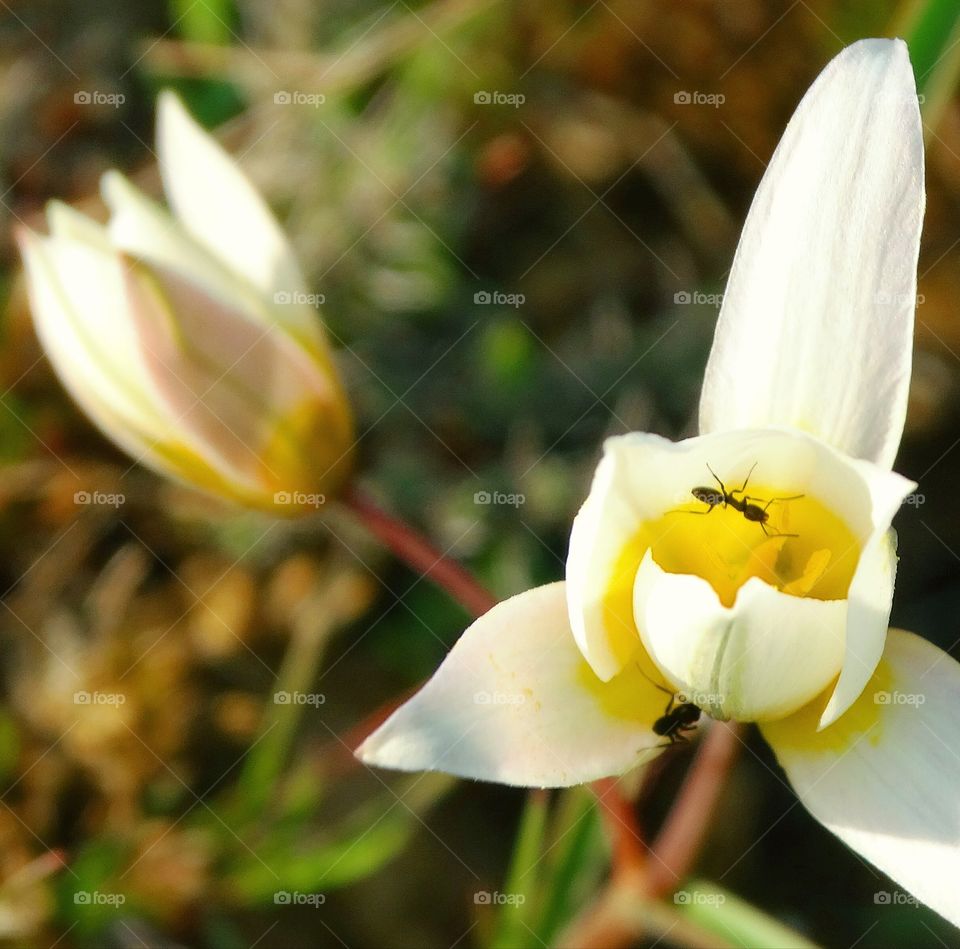 Wild tulips in Kalmykia