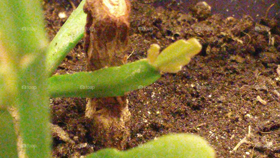 Christmas cactus sprouting a new leaf