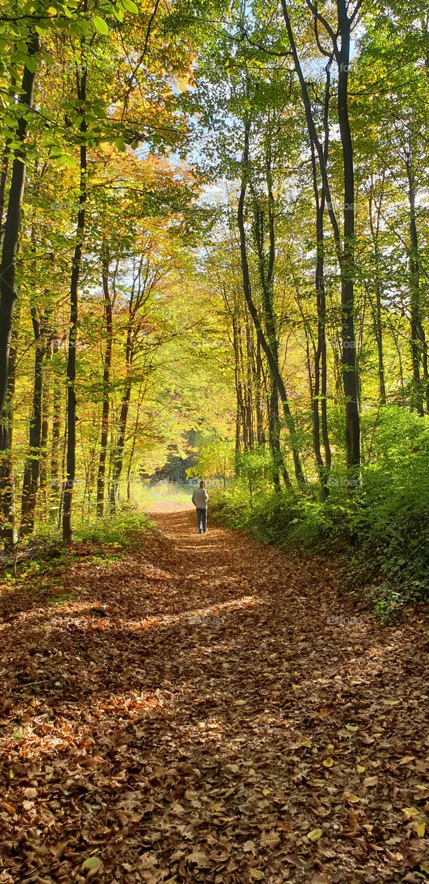 forest in autumn