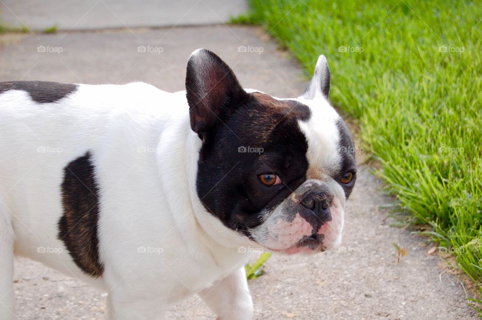 Close-up of a cute puppy dog