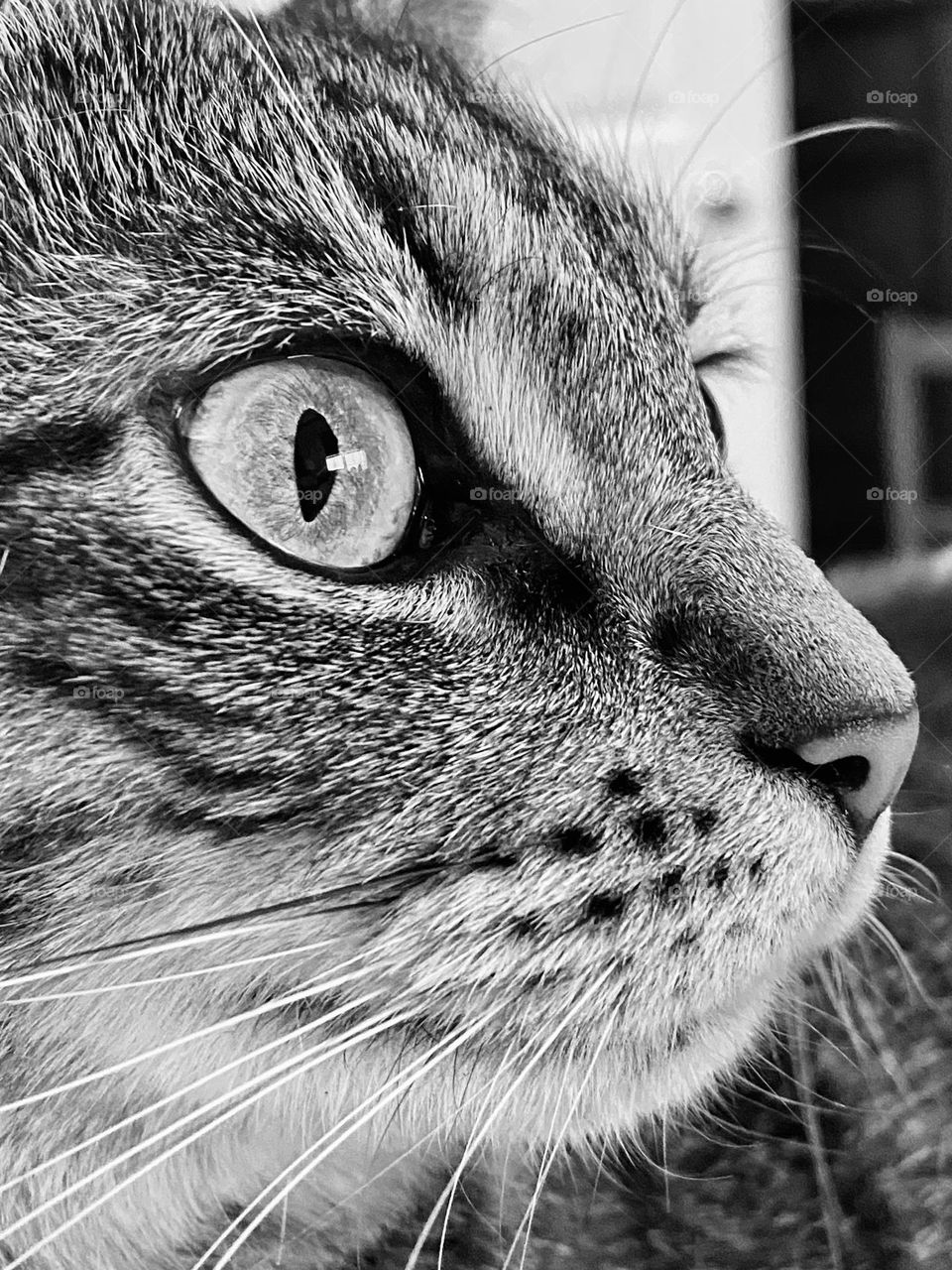 Close up of the face of a tabby cat