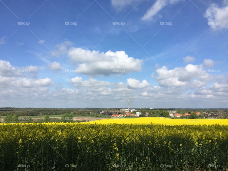 Field, Denmark 