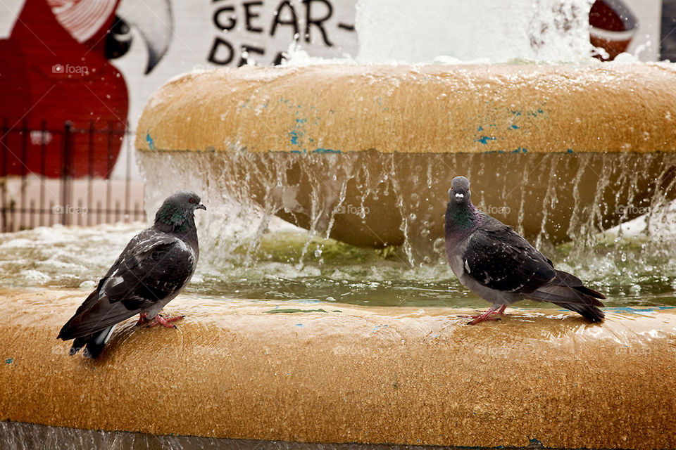 birds water fountain playing by theamazingninja