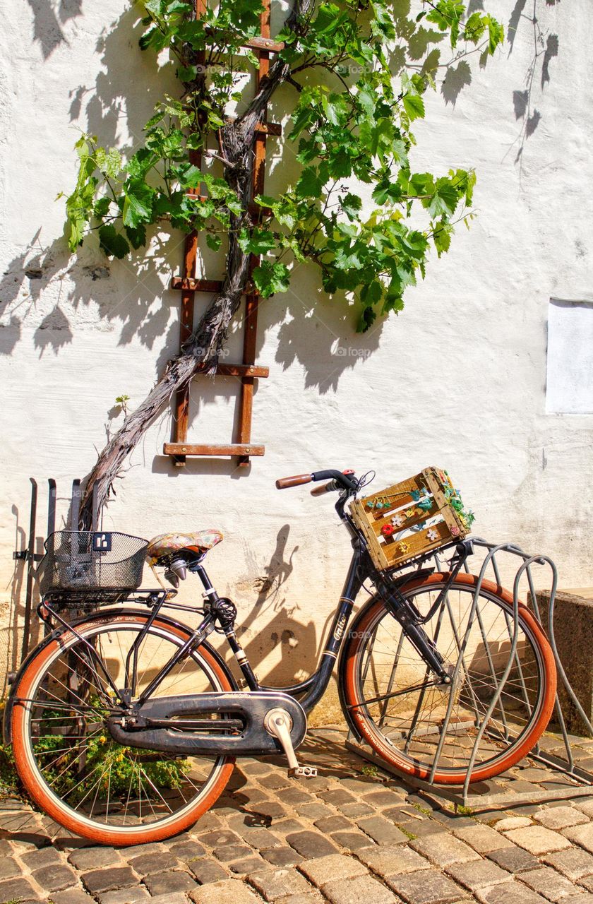 Bicycle underneath grapevine 