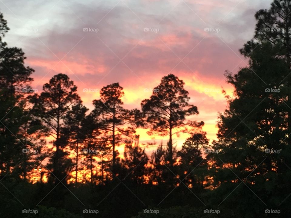 Tree silhouettes with beautiful sunset background