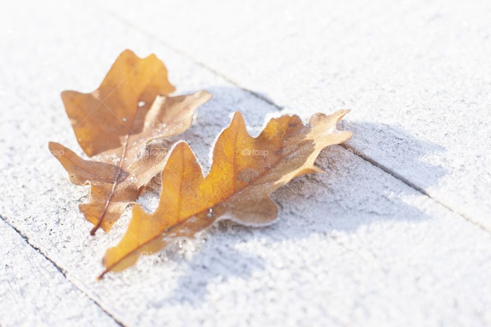 The first autumn frost.  Fallen oak leaves on a snowy bench