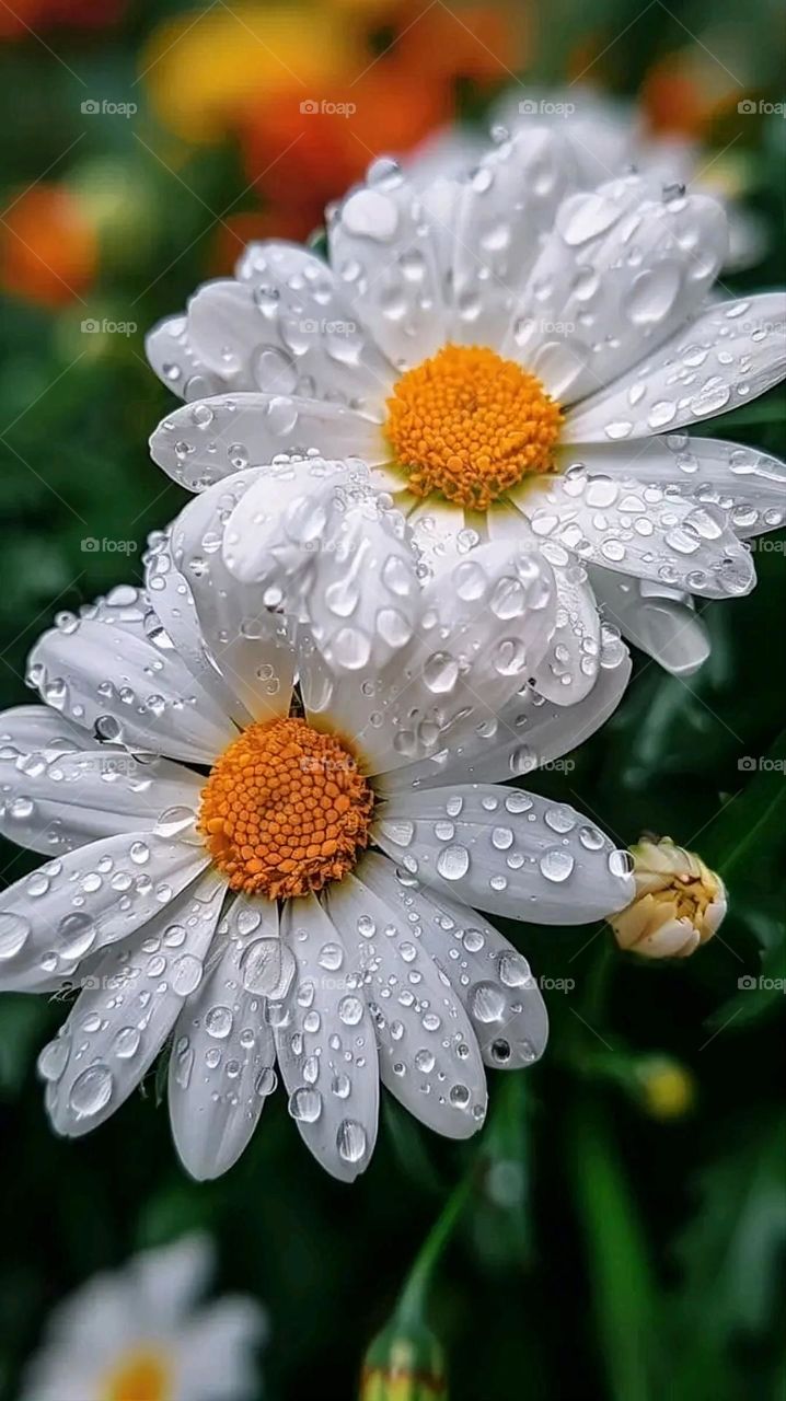 A very beautiful picture, and there is no better picture than it. There is no better picture of green herbs and colorful, red and white roses than it. Glory be to God, the natural and picturesque view, and there is no more wonderful picture than it.