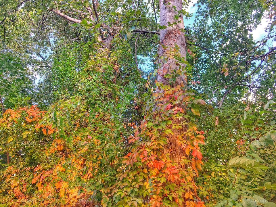 Beautiful fall colours 