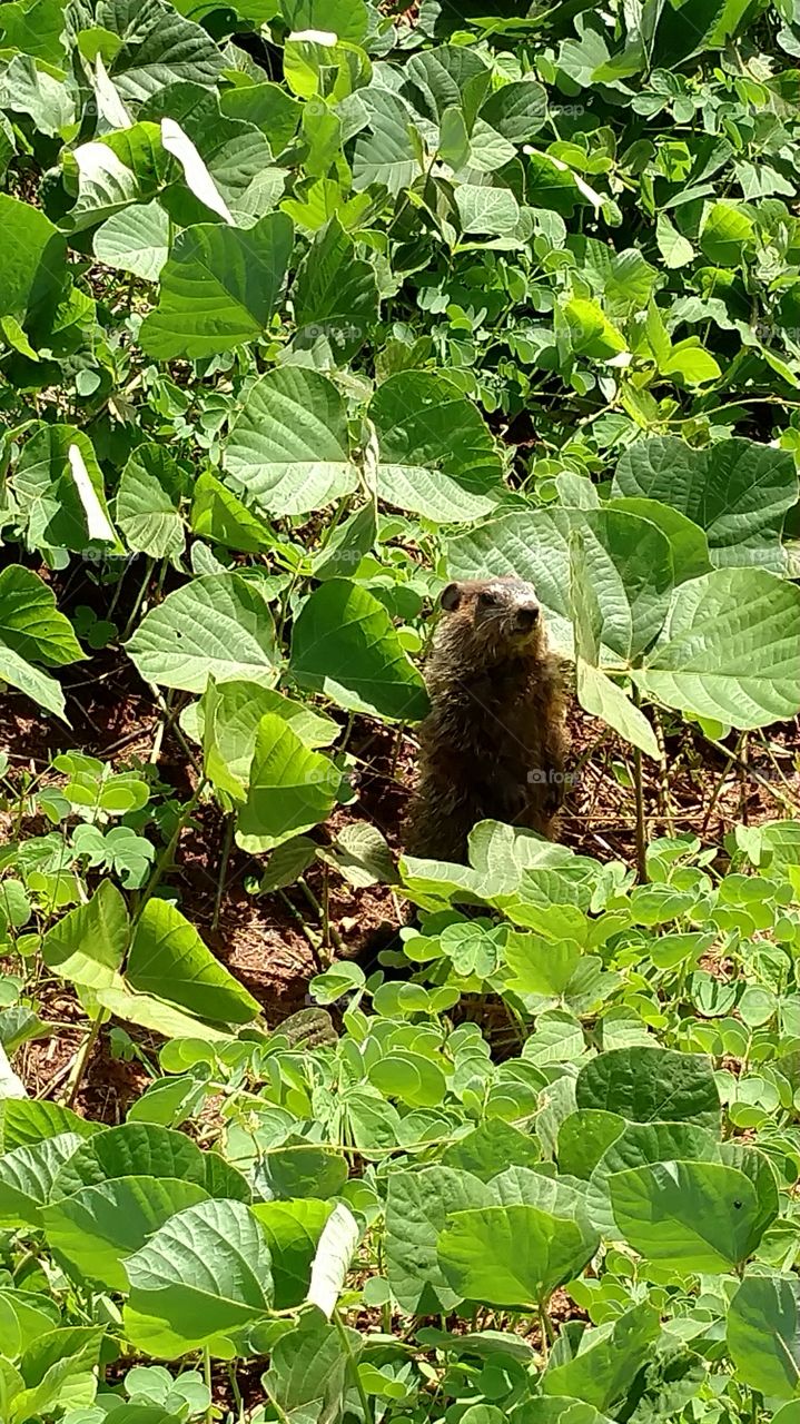 Groundhog