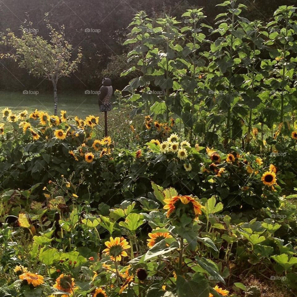 Early morning in the sunflower and pumpkin garden 