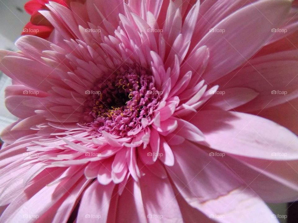 Close-up of pink flower